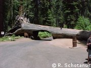 Tunnel Log in Sequoia Nat'l Park, Californi