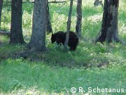 Black Bear in Yellowstone Nat'l Park, Wyoming