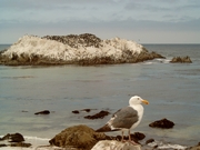 Bird Rock voor de kust langs de 17-mile drive bij Monterey
