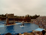 Shamu, the Killer Whale. De Shamu Adventure show in Sea World