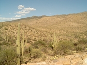 Saguaro National Park (oostzijde)