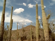 Saguaro National Park (westzijde)