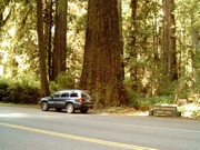 De immens grote Redwoods in Redwood National Park...