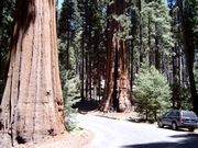 De Sequoia's in Sequoia National Park
