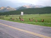 Wildlife langs de kant van de weg...