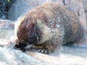 Een Yellow Bellied Marmot in Rocky Mountain National Park