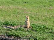 Prairie Dog in Wind Cave National Park 