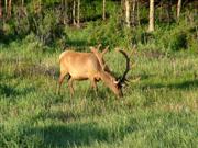 Een prachtige Elk op de vroege ochtend in Yellowstone National Park