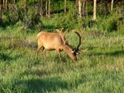 Een prachtige Elk op de vroege ochtend in Yellowstone National Park