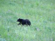 Een Black Bear nabij Petrified Tree