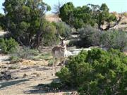 Een Pronghorn tijdens de rit over de SR139 in Colorado