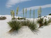 White Sands National Monument